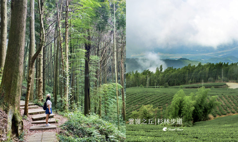 雲林景點 | 雲嶺之丘. 五元兩角. 杉林步道 | 漫步竹林與杉林之間 | 360度眺望山嵐與茶園之美 @Sweet Tina 樂在生活分享