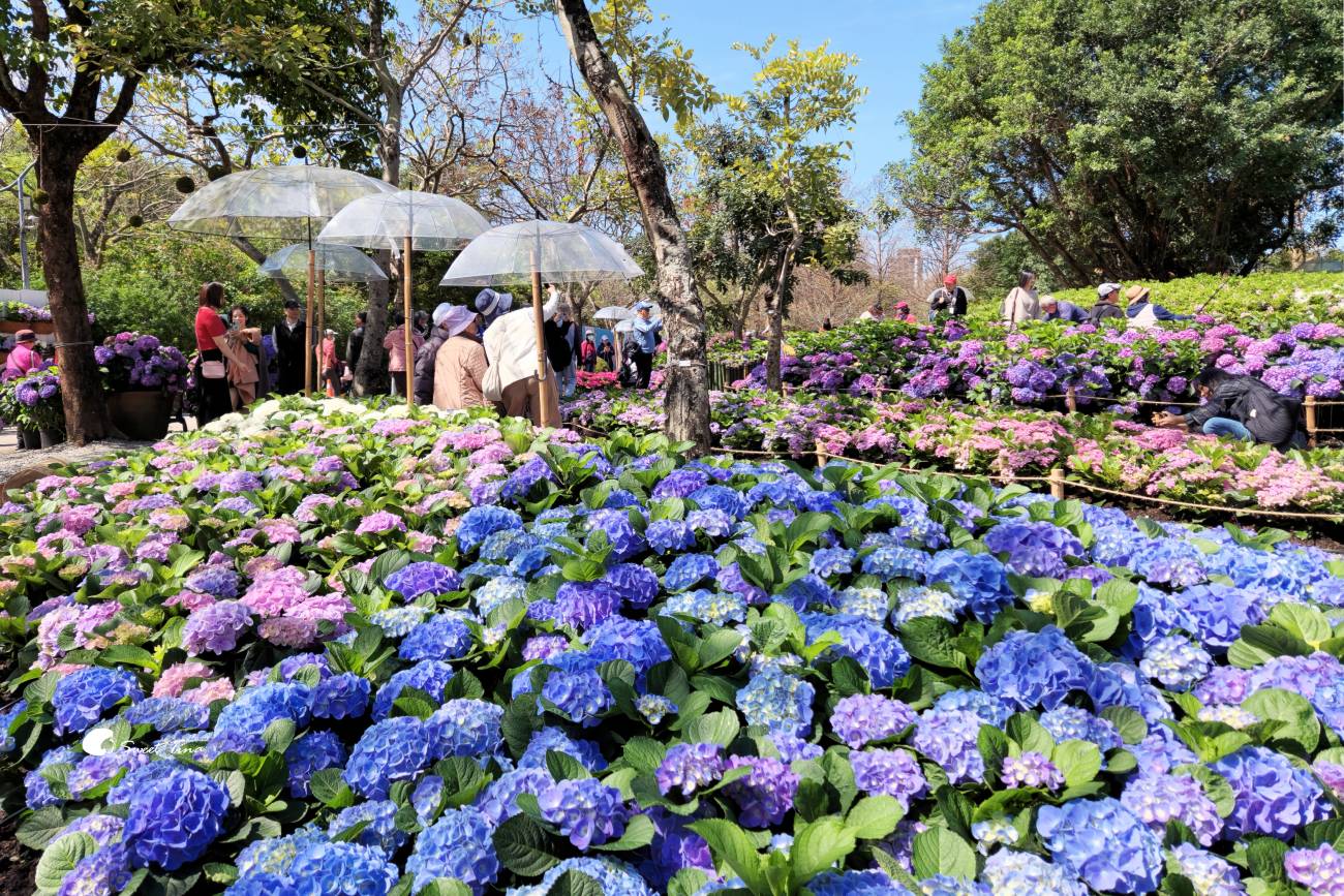 2026台北杜鵑花季｜大安森林公園賞杜鵑花、繡球花夢幻花海
