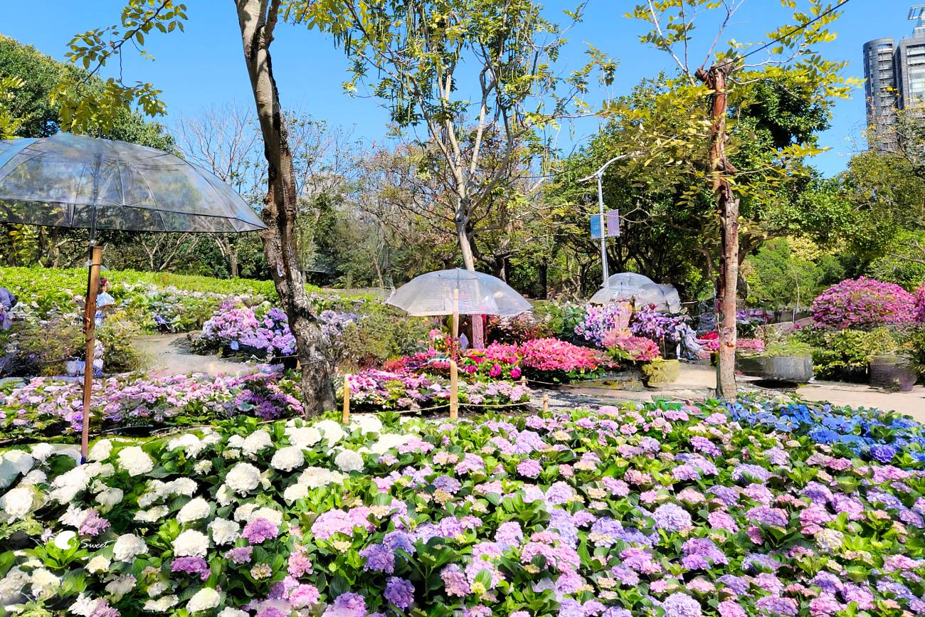 2026台北杜鵑花季｜大安森林公園賞杜鵑花、繡球花夢幻花海
