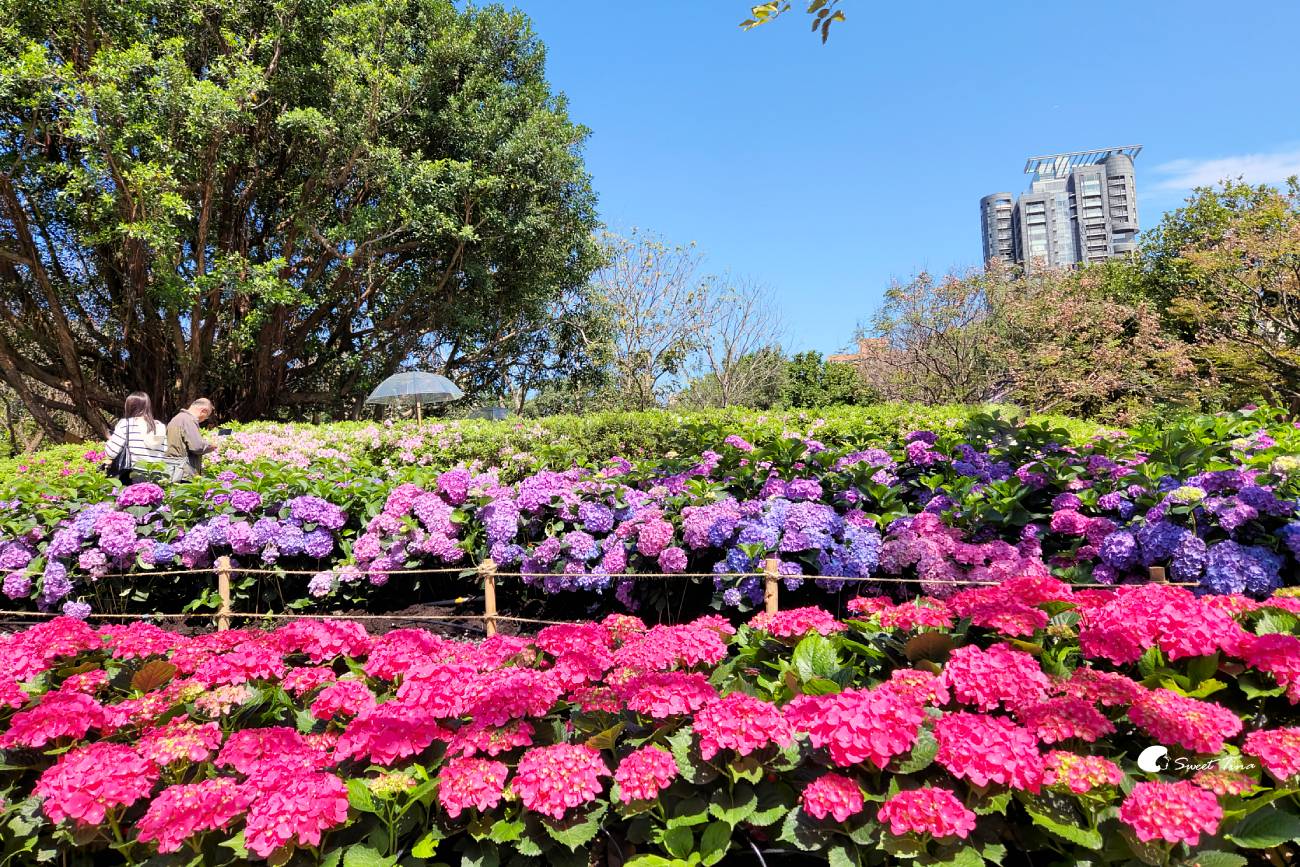2026台北杜鵑花季｜大安森林公園賞杜鵑花、繡球花夢幻花海