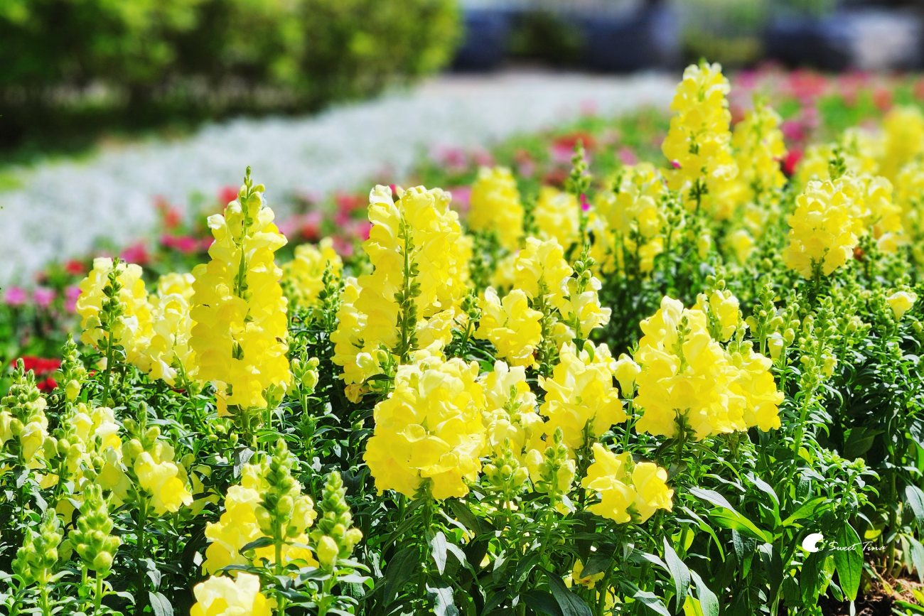2026台北杜鵑花季｜大安森林公園賞杜鵑花、繡球花夢幻花海