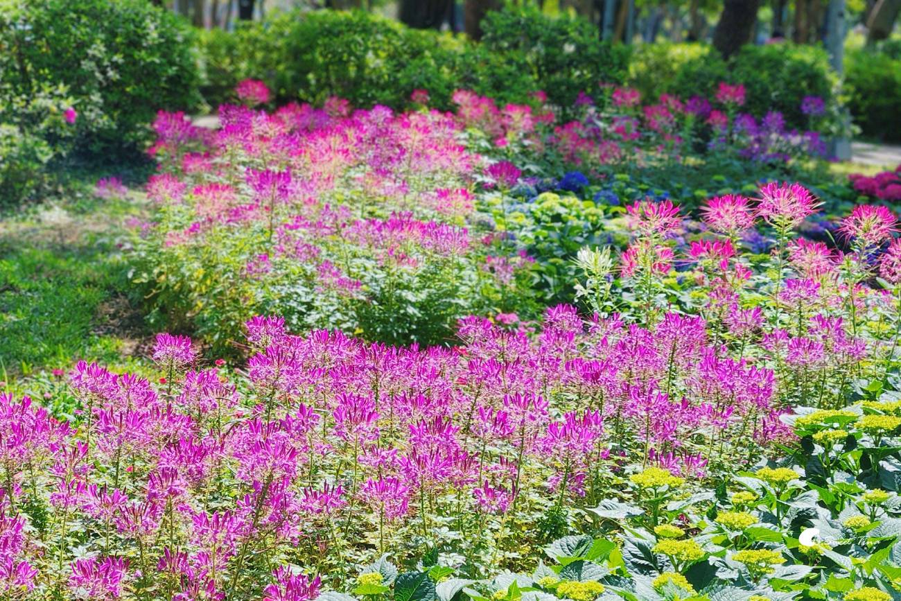 2026台北杜鵑花季｜大安森林公園賞杜鵑花、繡球花夢幻花海