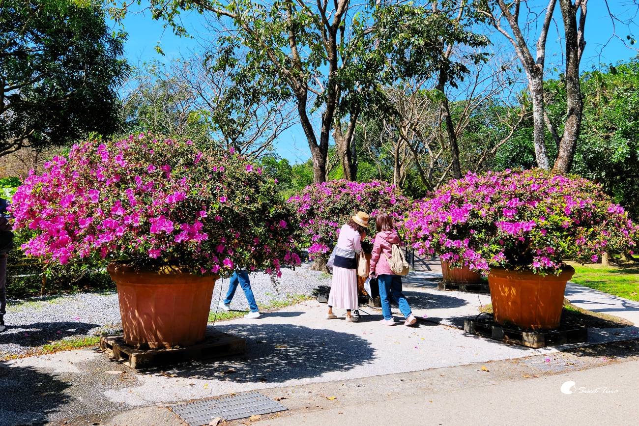 2026台北杜鵑花季｜大安森林公園賞杜鵑花、繡球花夢幻花海