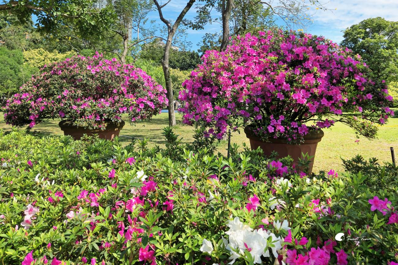2026台北杜鵑花季｜大安森林公園賞杜鵑花、繡球花夢幻花海