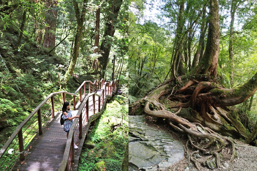 網站近期文章：拉拉山國家森林遊樂區 | 桃園復興避暑勝地，千年巨木步道涼爽又好走