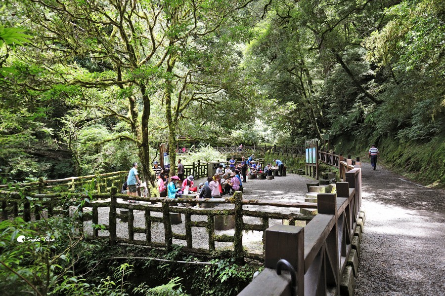 拉拉山國家森林遊樂區 | 桃園復興避暑勝地,千年巨木步道涼爽又好走 拉拉山國家森林遊樂區 | 桃園復興避暑勝地,千年巨木步道涼爽又好走