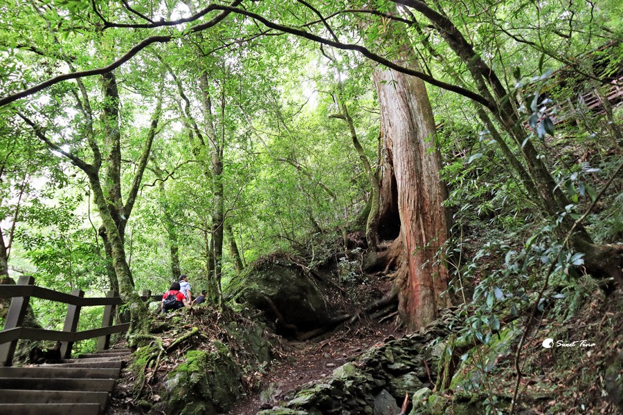 拉拉山國家森林遊樂區 | 桃園復興避暑勝地,千年巨木步道涼爽又好走 拉拉山國家森林遊樂區 | 桃園復興避暑勝地,千年巨木步道涼爽又好走