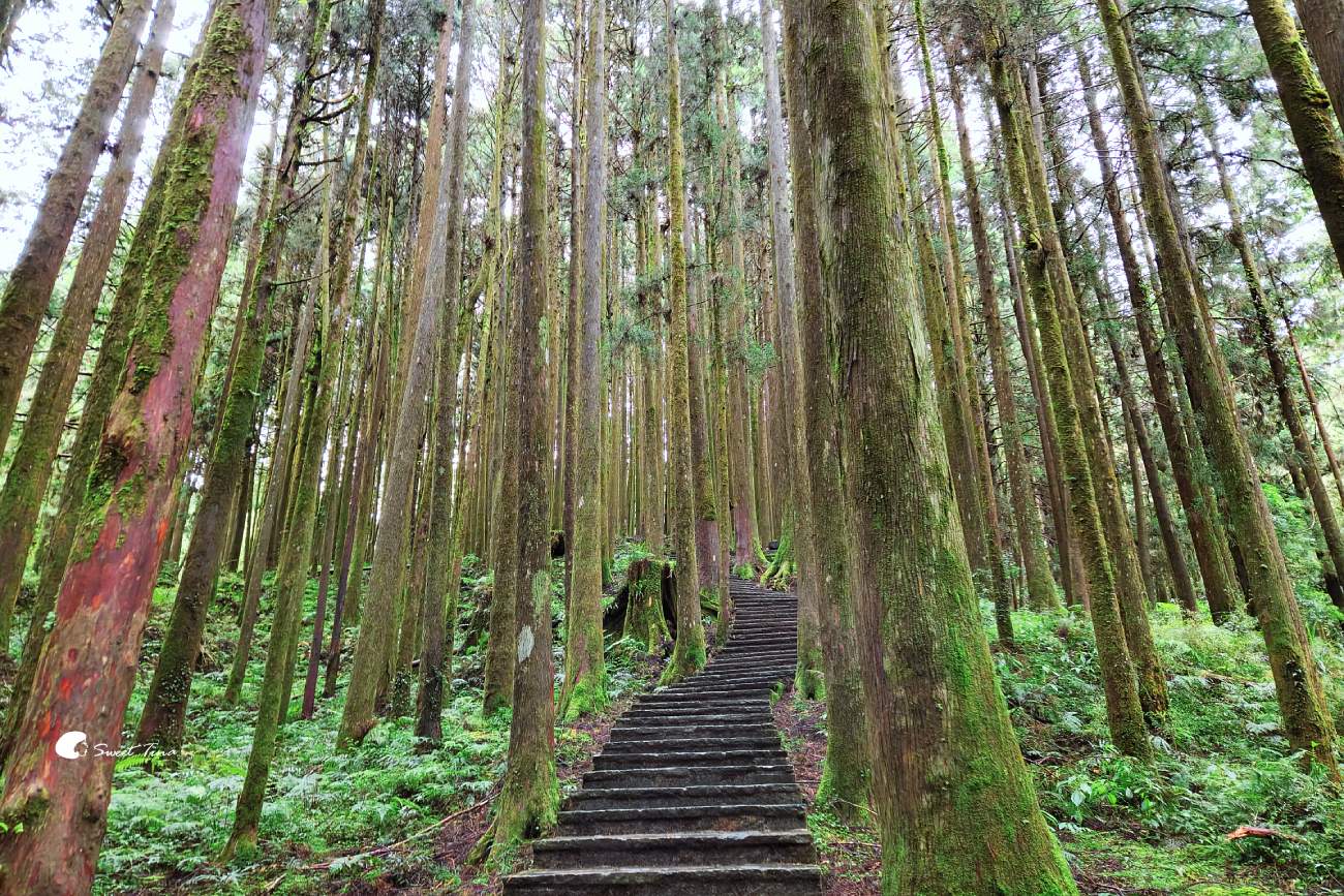 阿里山森林遊樂區|走進森林步道、搭乘小火車,感受四季不同的山林風光 阿里山森林遊樂區|走進森林步道、搭乘小火車,感受四季不同的山林風光