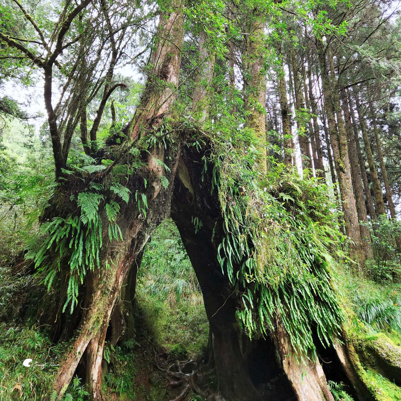 阿里山森林遊樂區|走進森林步道、搭乘小火車,感受四季不同的山林風光 阿里山森林遊樂區|走進森林步道、搭乘小火車,感受四季不同的山林風光