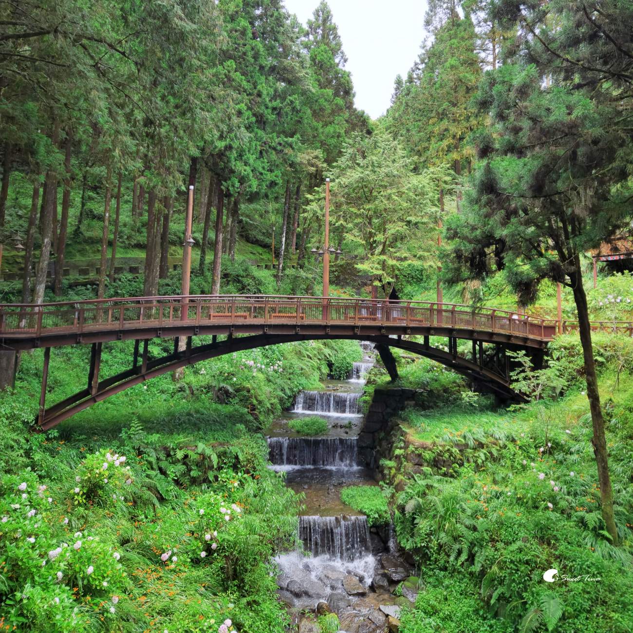 阿里山森林遊樂區|走進森林步道、搭乘小火車,感受四季不同的山林風光 阿里山森林遊樂區|走進森林步道、搭乘小火車,感受四季不同的山林風光