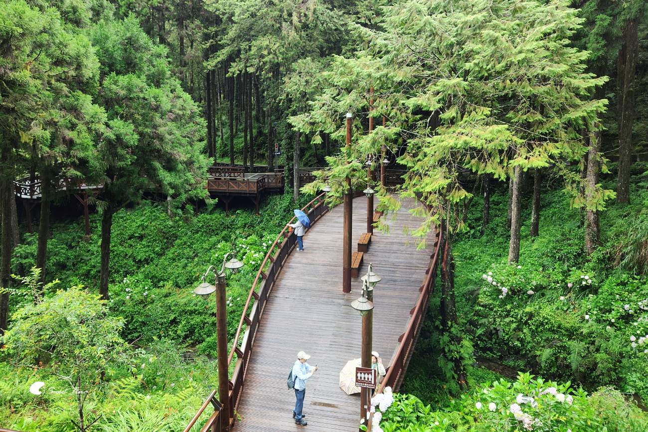 阿里山森林遊樂區|走進森林步道、搭乘小火車,感受四季不同的山林風光 阿里山森林遊樂區|走進森林步道、搭乘小火車,感受四季不同的山林風光