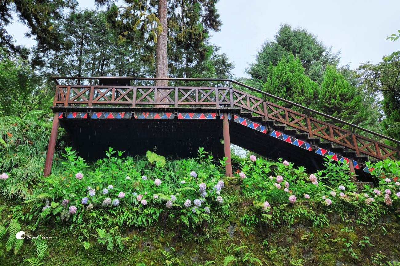 阿里山森林遊樂區|走進森林步道、搭乘小火車,感受四季不同的山林風光 阿里山森林遊樂區|走進森林步道、搭乘小火車,感受四季不同的山林風光