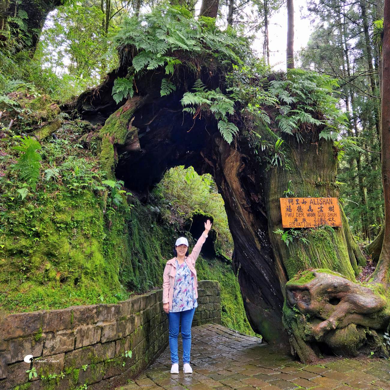 阿里山森林遊樂區|走進森林步道、搭乘小火車,感受四季不同的山林風光 阿里山森林遊樂區|走進森林步道、搭乘小火車,感受四季不同的山林風光