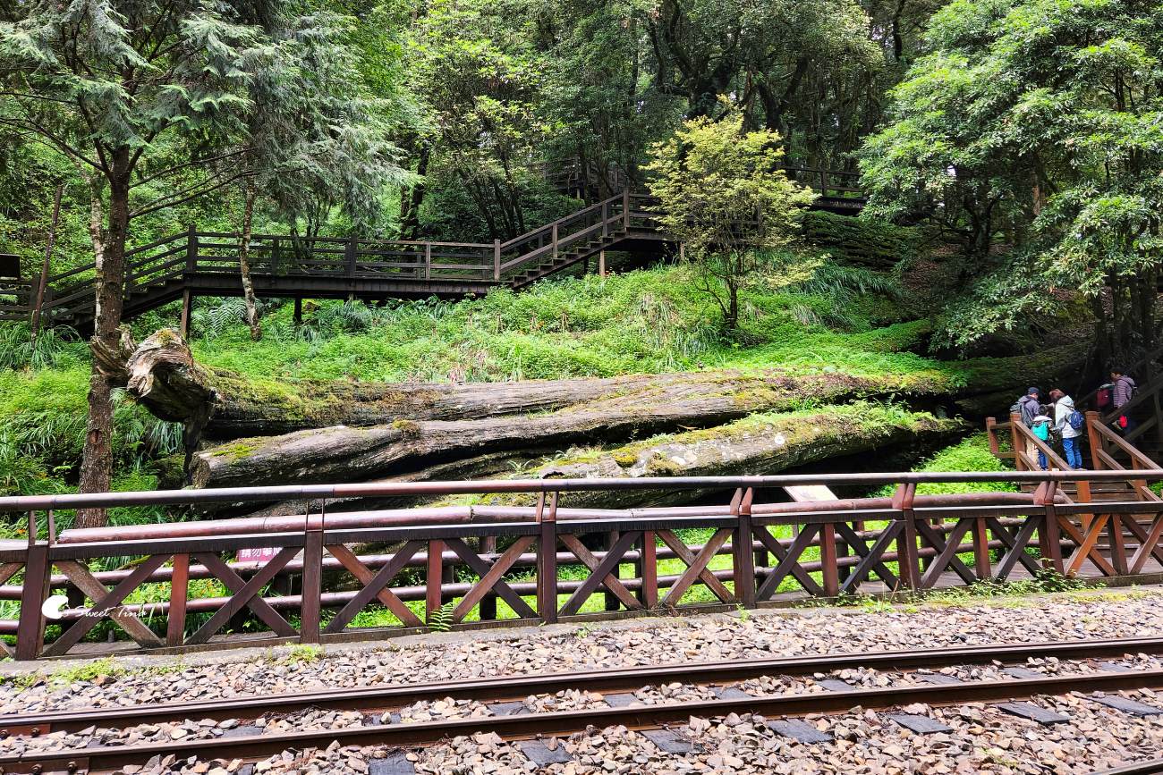 阿里山森林遊樂區|走進森林步道、搭乘小火車,感受四季不同的山林風光 阿里山森林遊樂區|走進森林步道、搭乘小火車,感受四季不同的山林風光