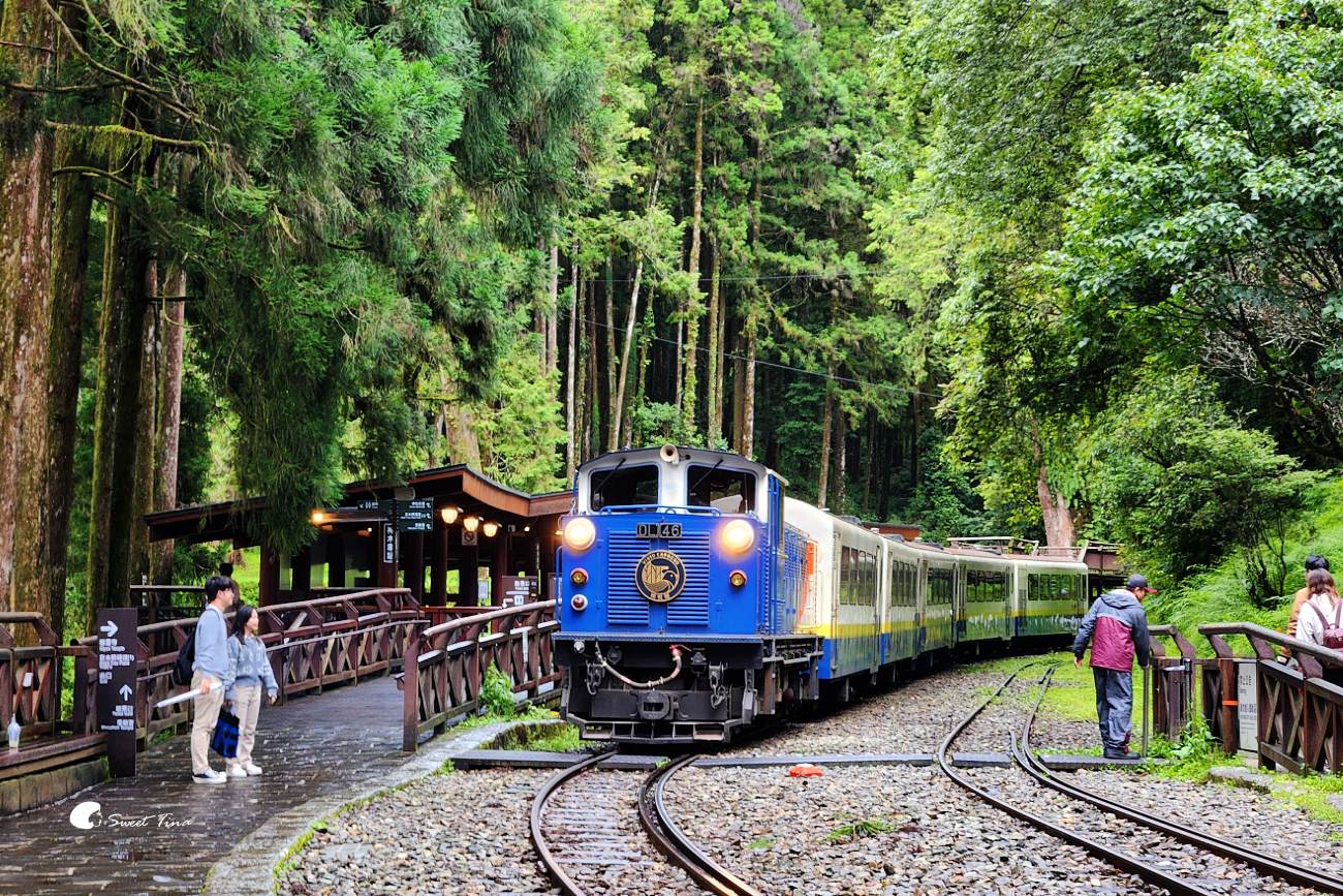 阿里山森林遊樂區｜走進森林步道、搭乘小火車，感受四季不同的山林風光