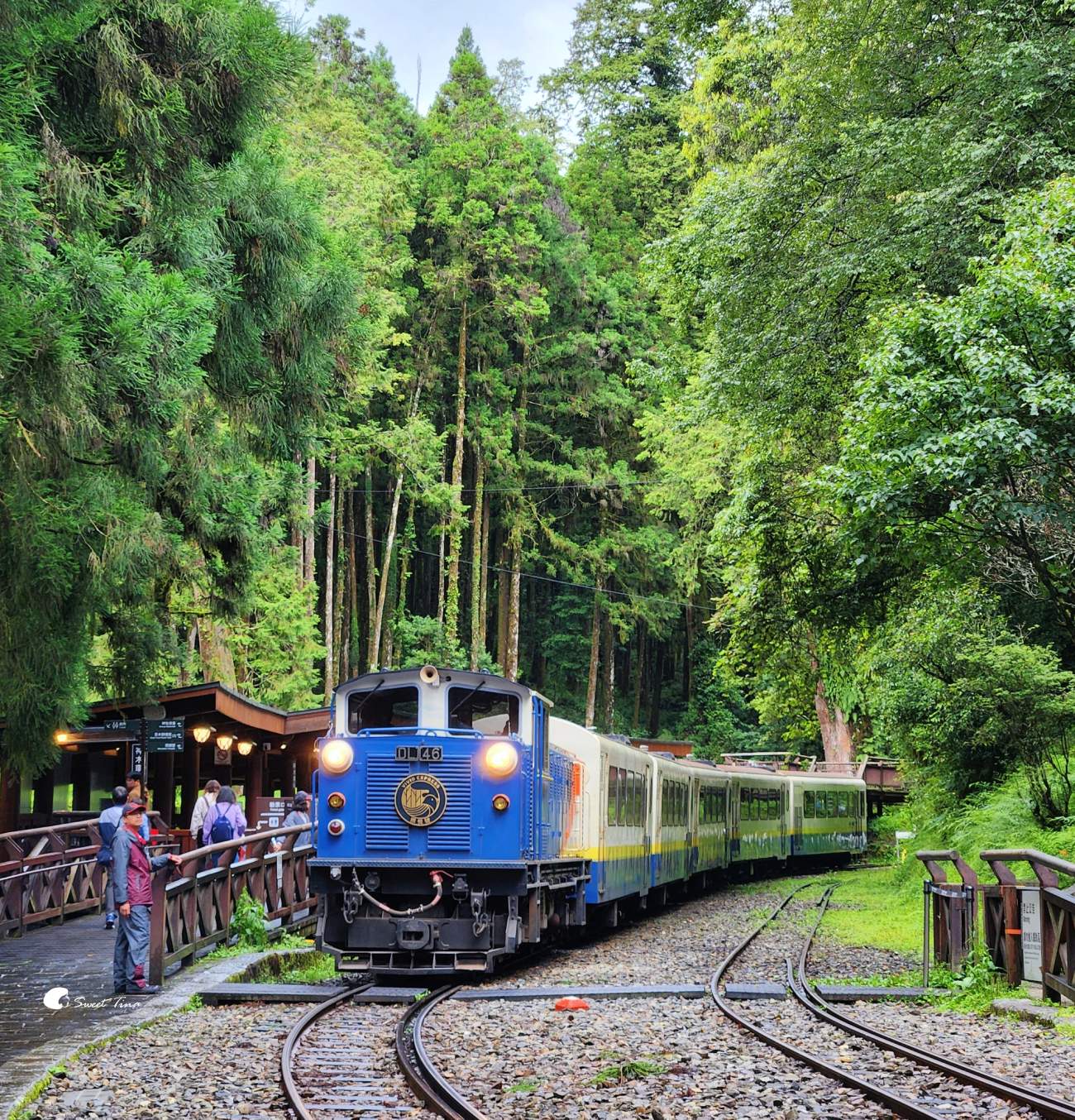 阿里山森林遊樂區|走進森林步道、搭乘小火車,感受四季不同的山林風光 阿里山森林遊樂區|走進森林步道、搭乘小火車,感受四季不同的山林風光