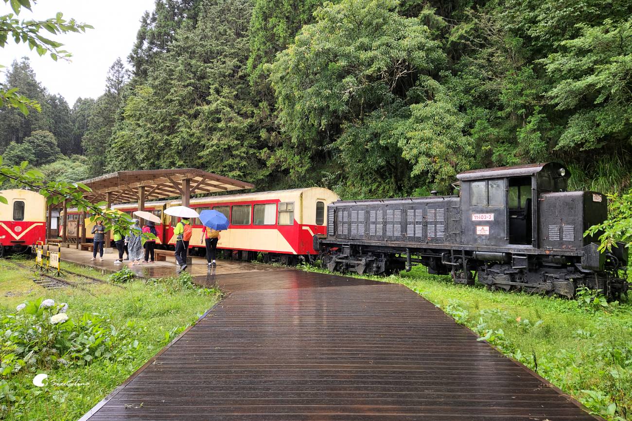 阿里山森林遊樂區|走進森林步道、搭乘小火車,感受四季不同的山林風光 阿里山森林遊樂區|走進森林步道、搭乘小火車,感受四季不同的山林風光
