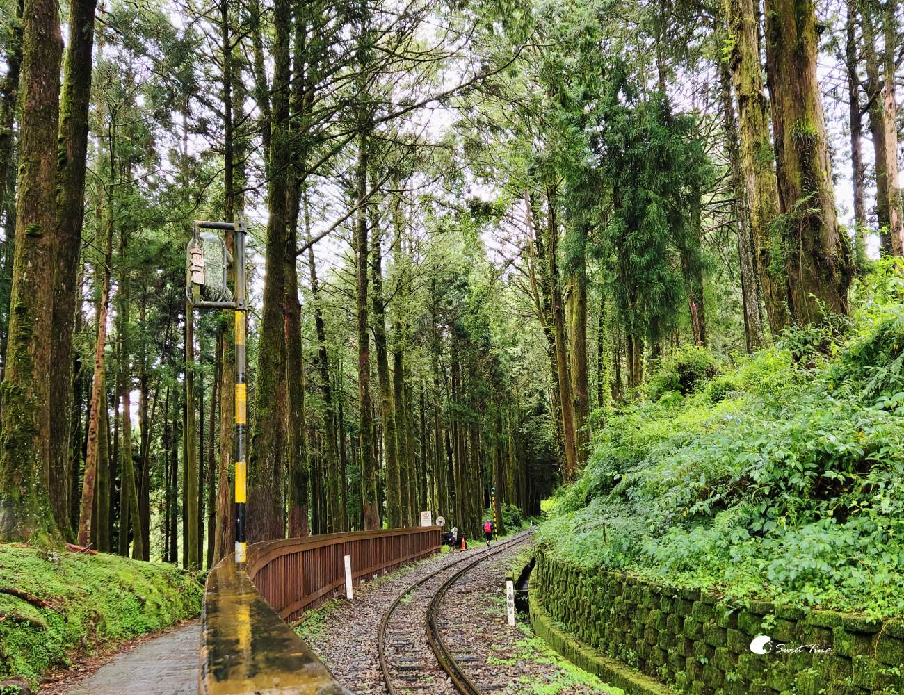 阿里山森林遊樂區|走進森林步道、搭乘小火車,感受四季不同的山林風光 阿里山森林遊樂區|走進森林步道、搭乘小火車,感受四季不同的山林風光