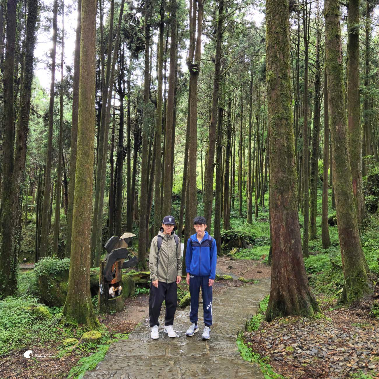 阿里山森林遊樂區|走進森林步道、搭乘小火車,感受四季不同的山林風光 阿里山森林遊樂區|走進森林步道、搭乘小火車,感受四季不同的山林風光