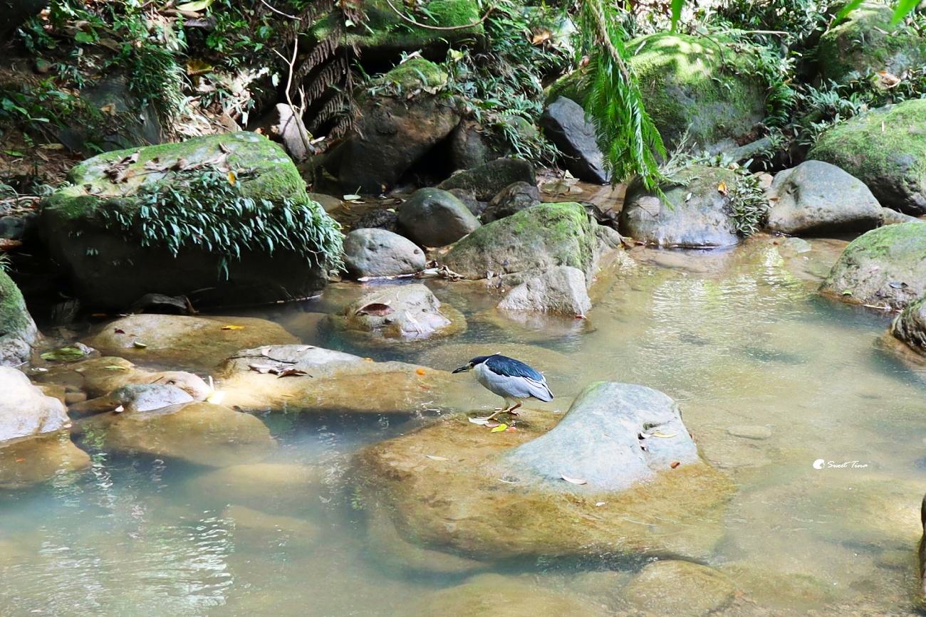 內湖大溝溪親水步道|台北近郊親子健行景點,野餐賞景一次滿足! 內湖大溝溪親水步道|台北近郊親子健行景點,野餐賞景一次滿足!