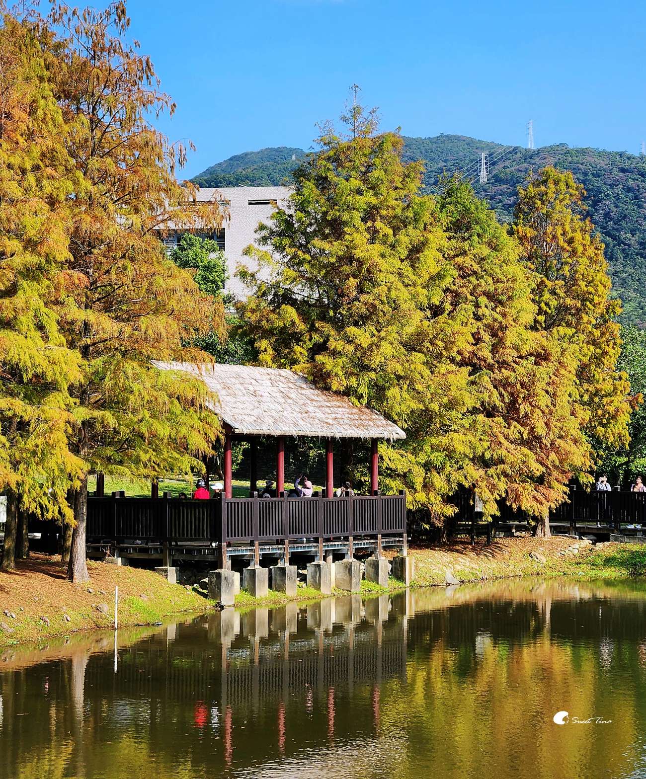 原住民文化主題公園｜台北落羽松推薦，池畔倒影超美