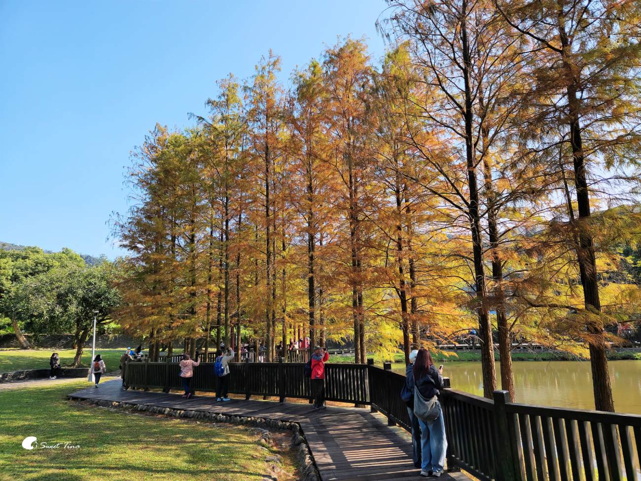 原住民文化主題公園｜台北落羽松推薦，池畔倒影超美