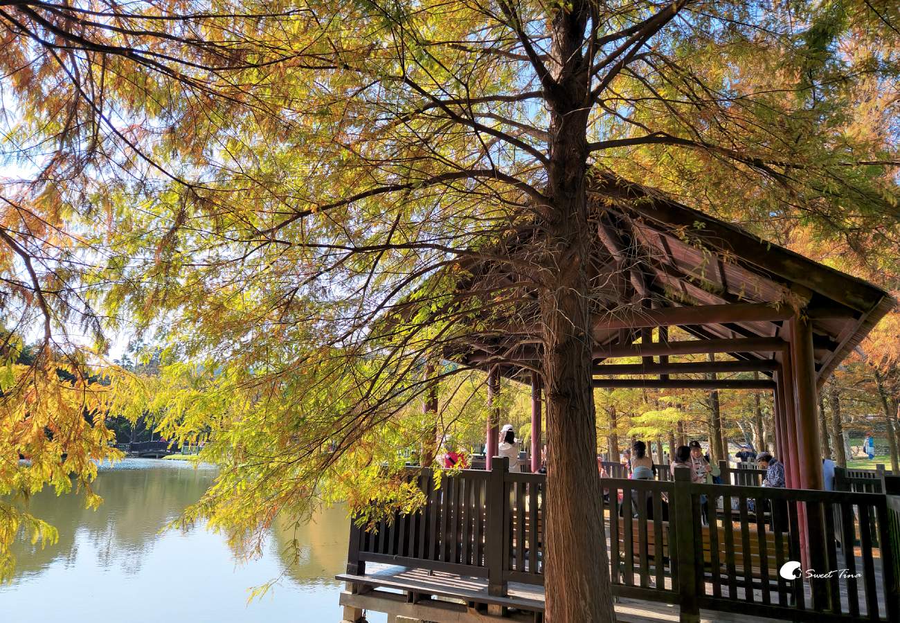 原住民文化主題公園｜台北落羽松推薦，池畔倒影超美