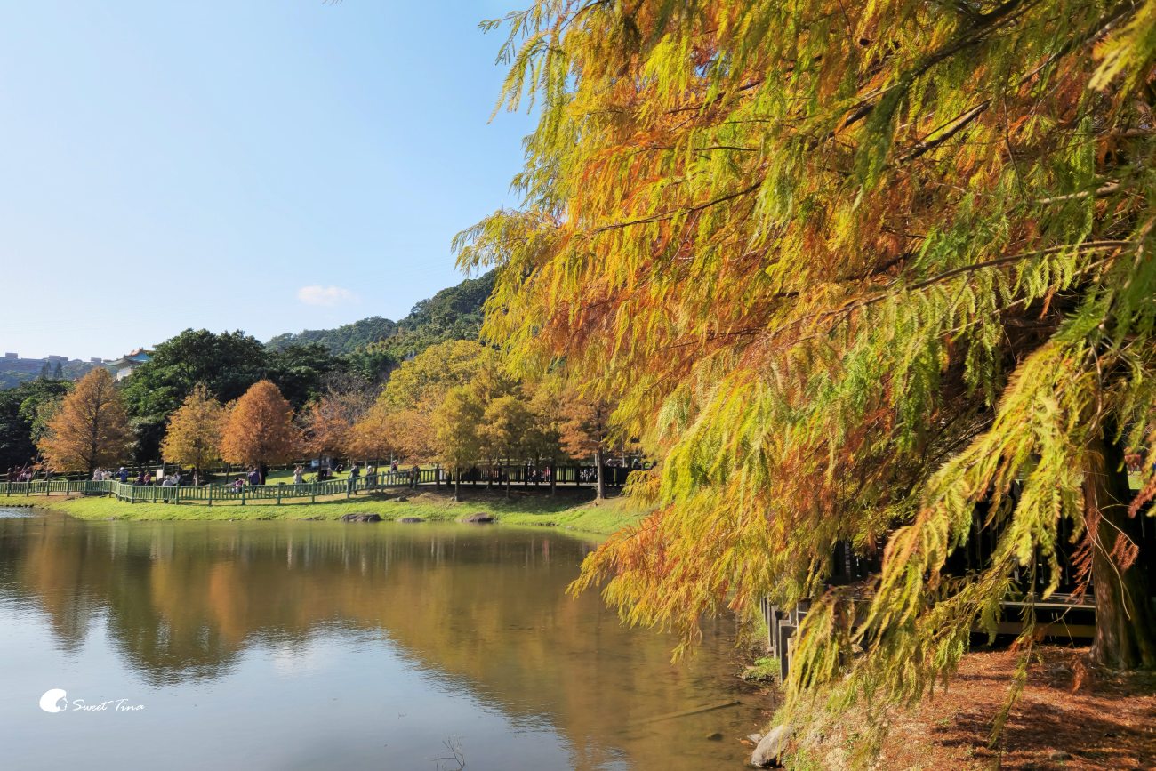 原住民文化主題公園｜台北落羽松推薦，池畔倒影超美
