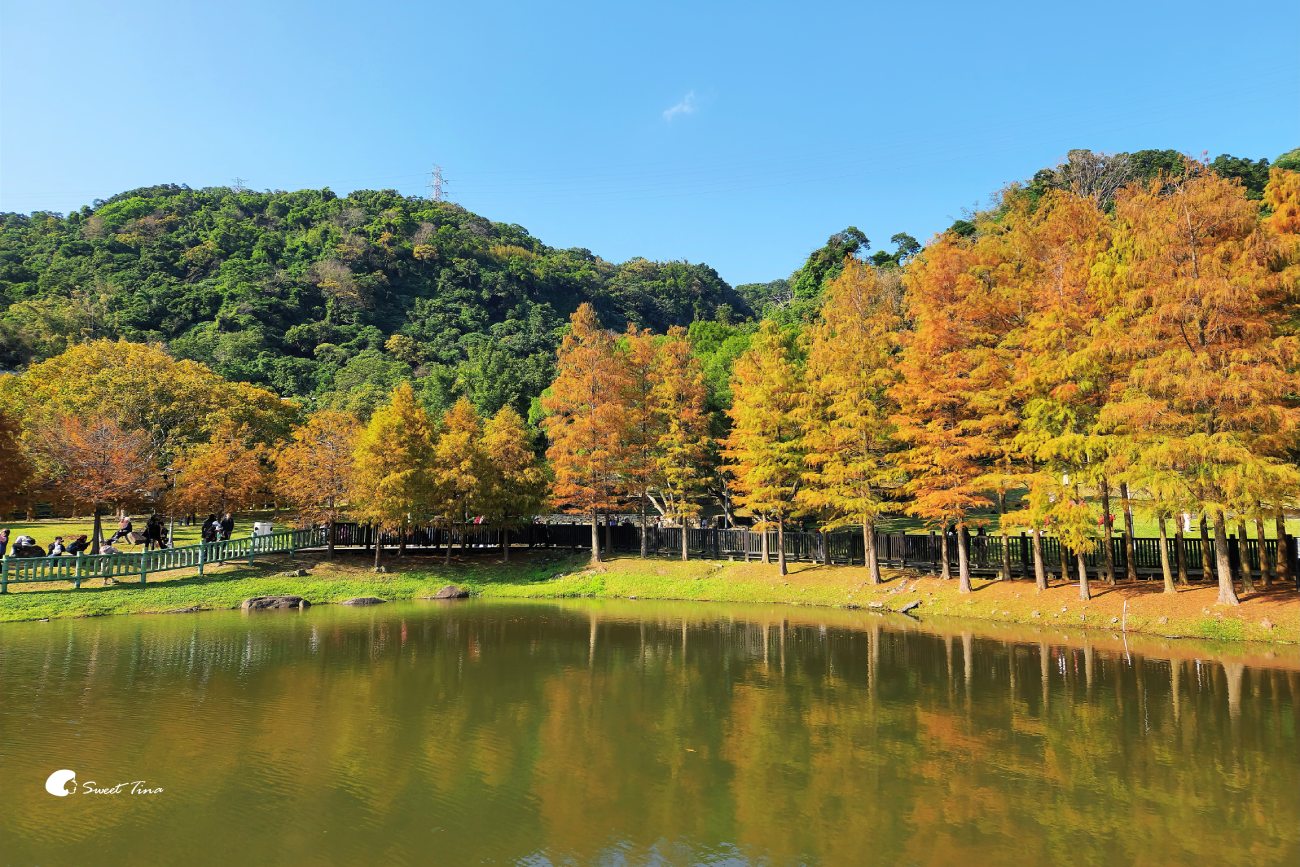 原住民文化主題公園｜台北落羽松推薦，池畔倒影超美