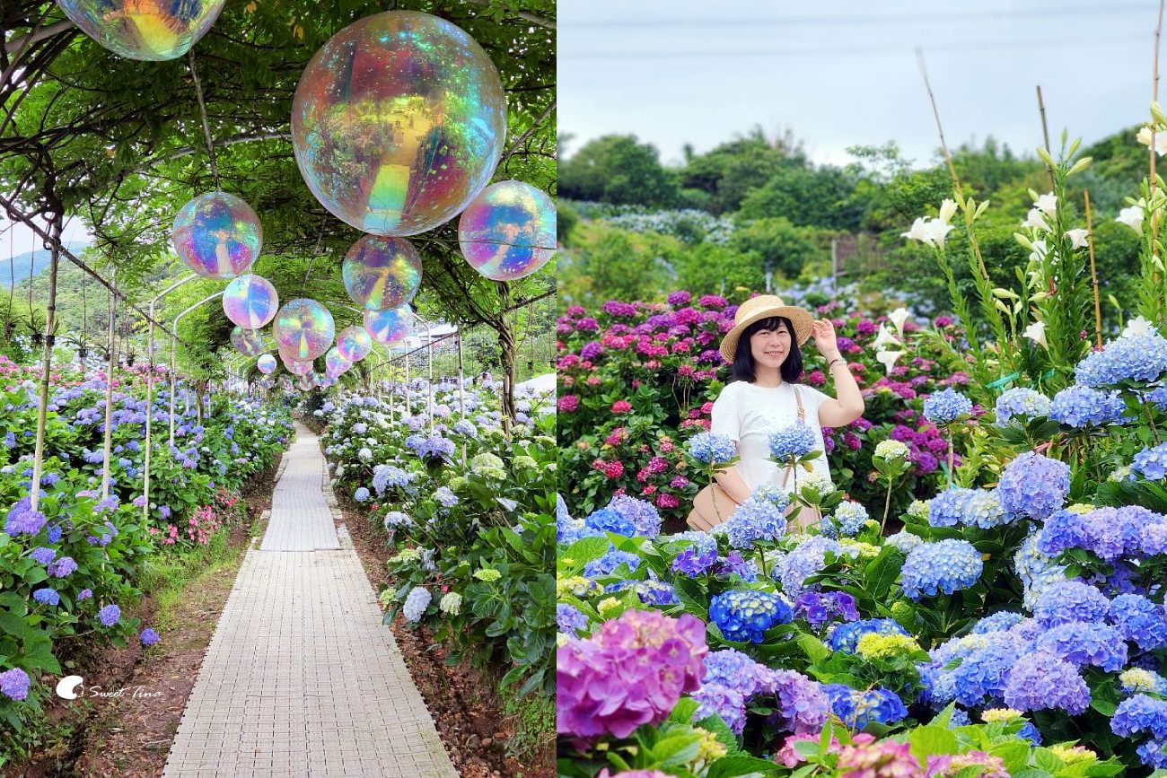 網站近期文章：萬里高家繡球花田｜繡球花海盛開中，新北賞花必訪景點
