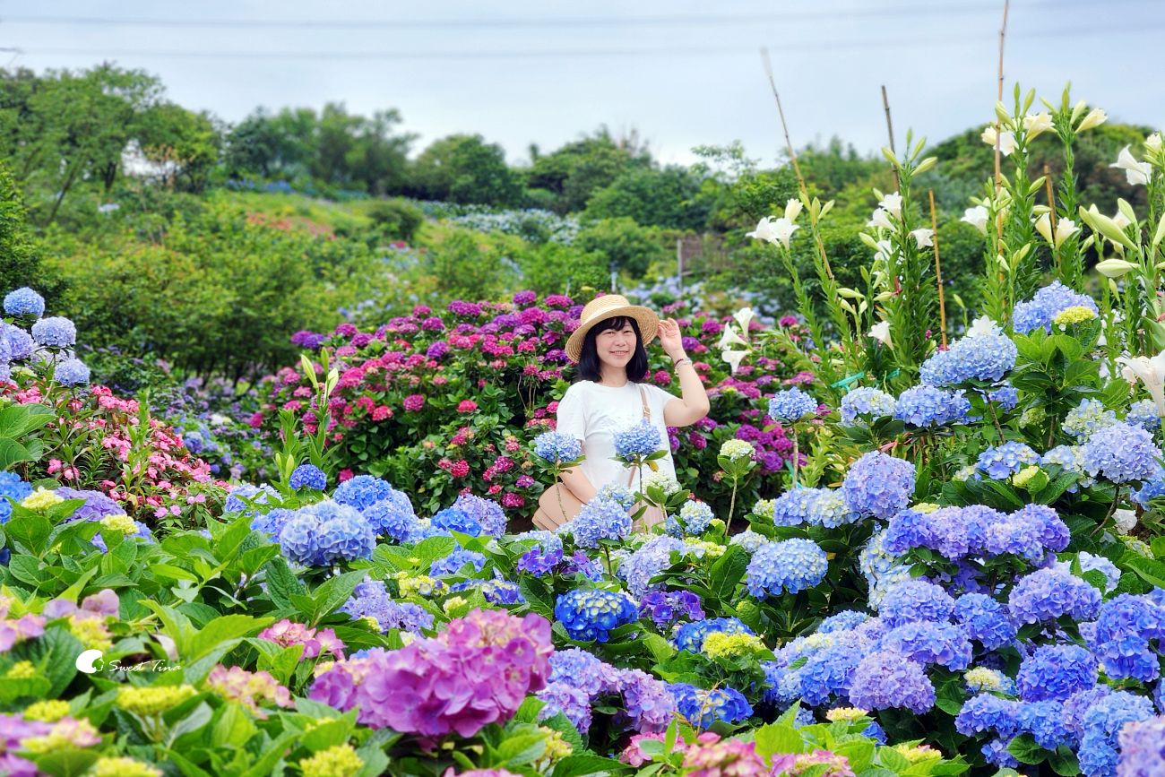 萬里高家繡球花田|繡球花海盛開中,新北賞花必訪景點 萬里高家繡球花田|繡球花海盛開中,新北賞花必訪景點