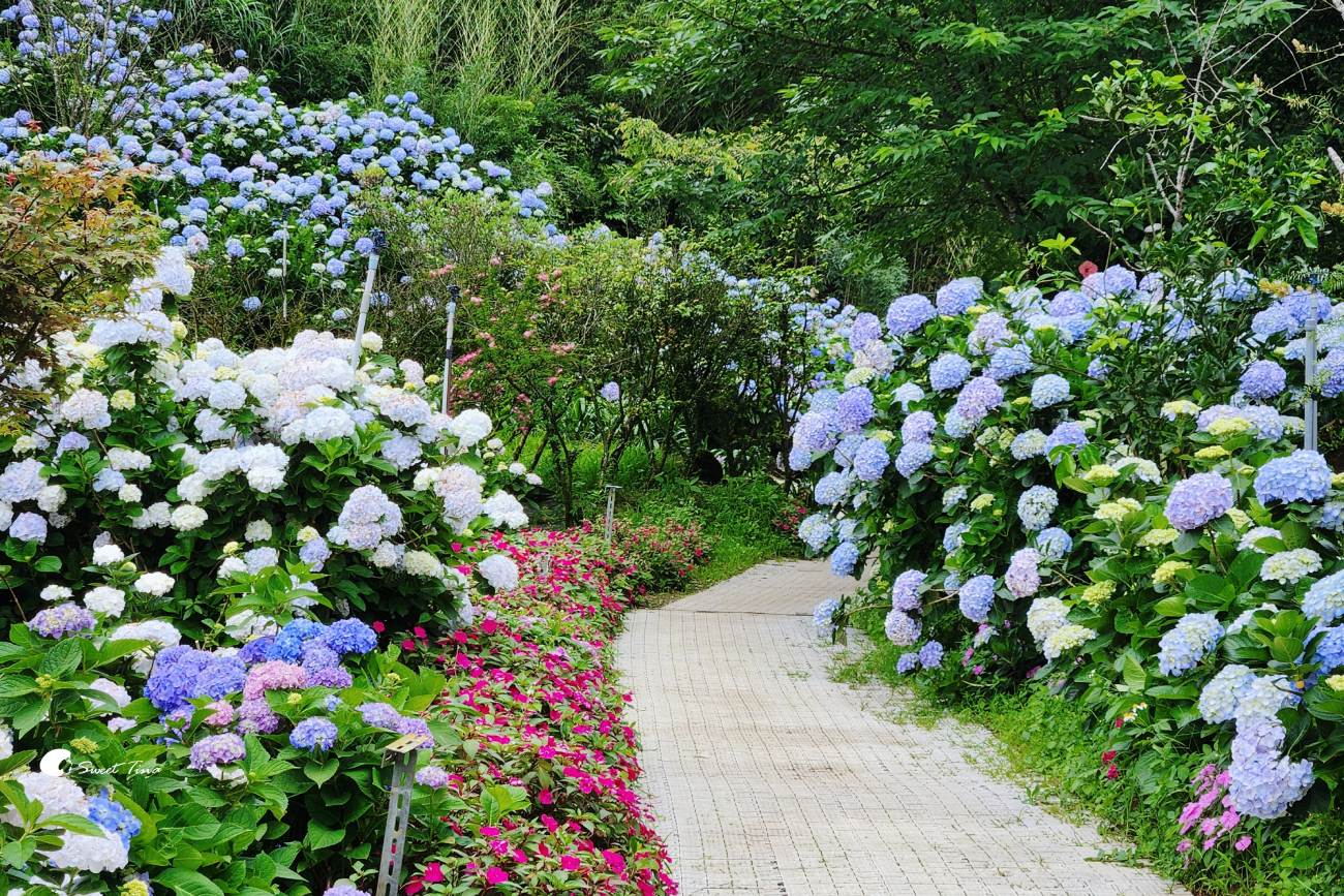 萬里高家繡球花田|繡球花海盛開中,新北賞花必訪景點 萬里高家繡球花田|繡球花海盛開中,新北賞花必訪景點