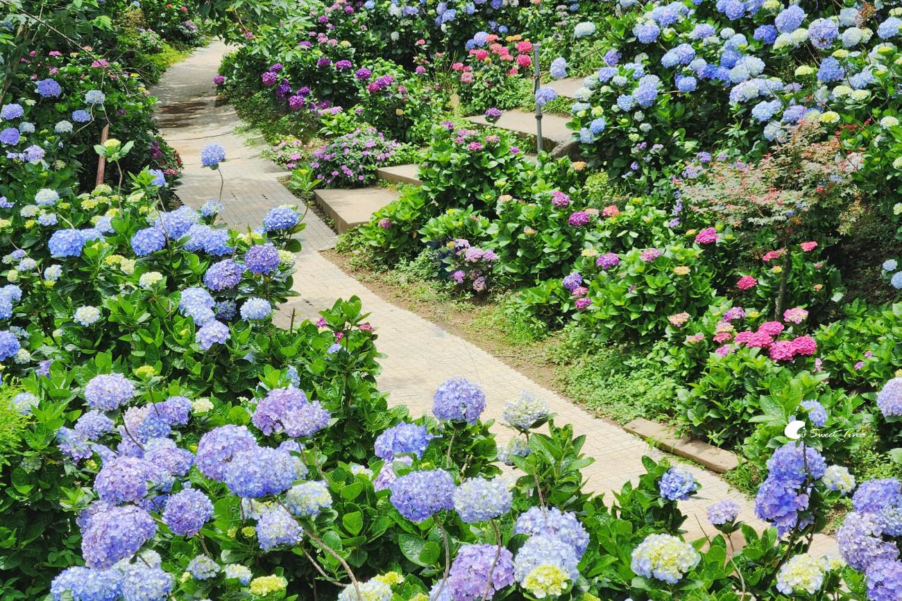 萬里高家繡球花田|繡球花海盛開中,新北賞花必訪景點 萬里高家繡球花田|繡球花海盛開中,新北賞花必訪景點