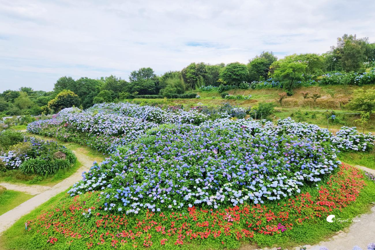 萬里高家繡球花田|繡球花海盛開中,新北賞花必訪景點 萬里高家繡球花田|繡球花海盛開中,新北賞花必訪景點