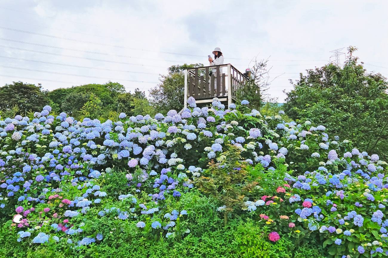 萬里高家繡球花田|繡球花海盛開中,新北賞花必訪景點 萬里高家繡球花田|繡球花海盛開中,新北賞花必訪景點
