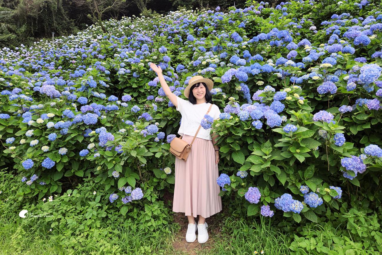 萬里高家繡球花田|繡球花海盛開中,新北賞花必訪景點 萬里高家繡球花田|繡球花海盛開中,新北賞花必訪景點