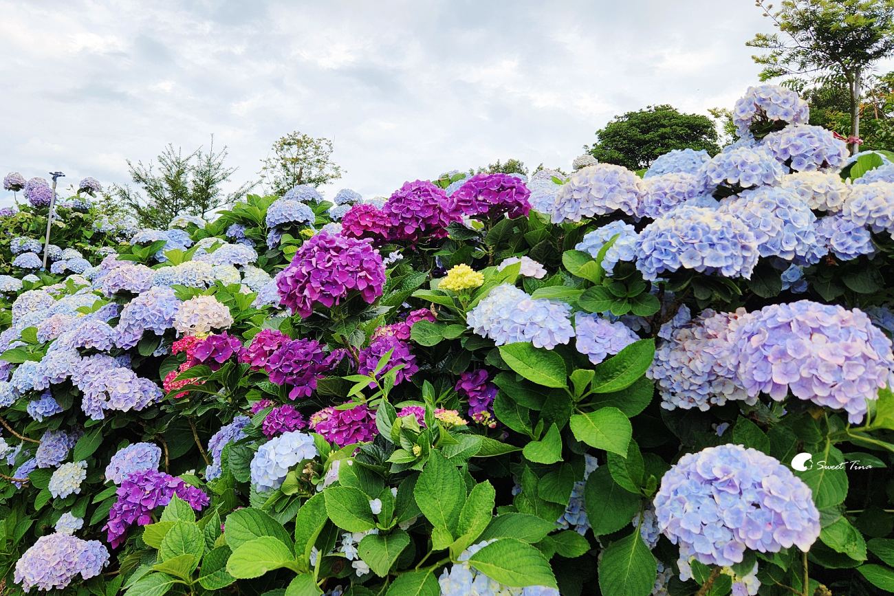 萬里高家繡球花田|繡球花海盛開中,新北賞花必訪景點 萬里高家繡球花田|繡球花海盛開中,新北賞花必訪景點