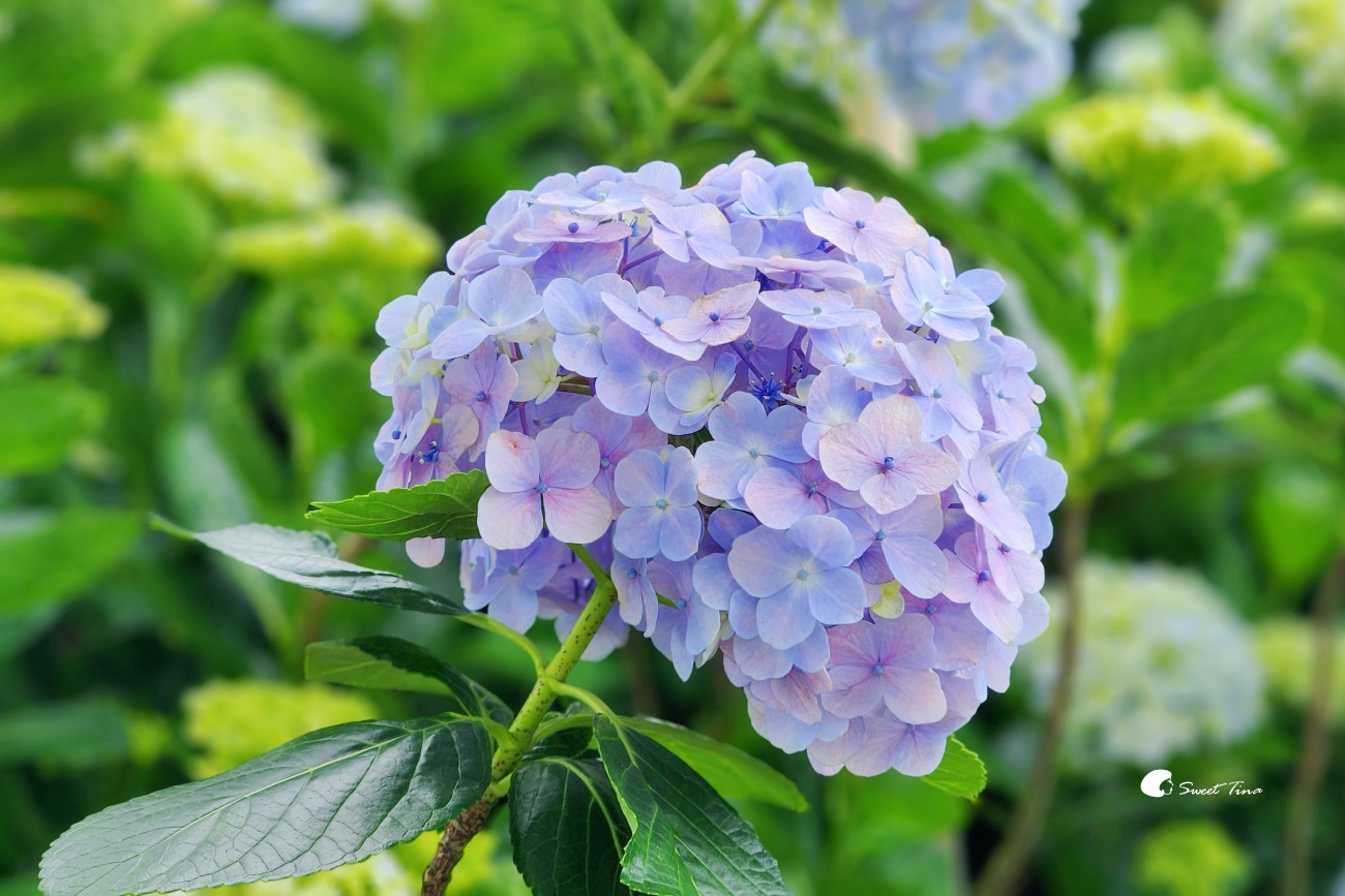 萬里高家繡球花田|繡球花海盛開中,新北賞花必訪景點 萬里高家繡球花田|繡球花海盛開中,新北賞花必訪景點