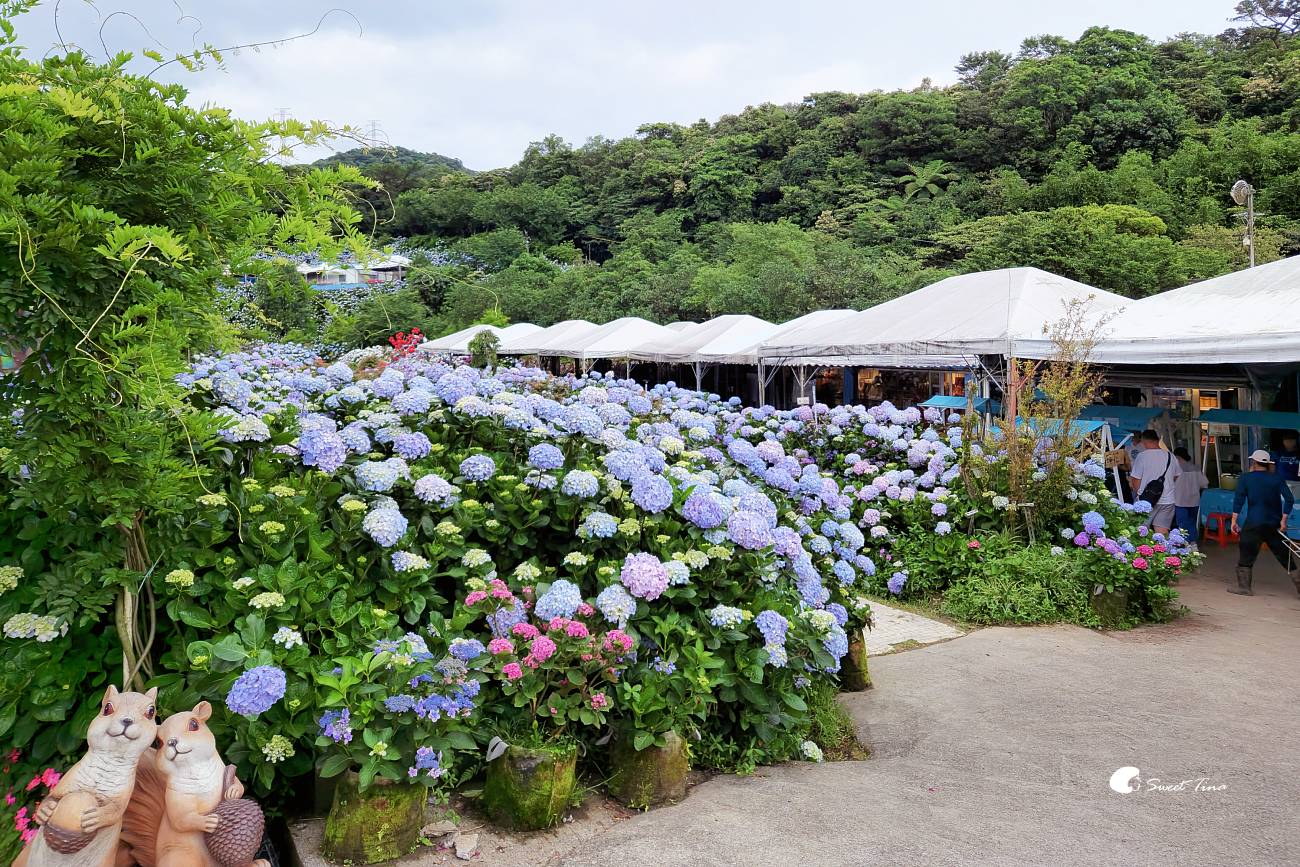 萬里高家繡球花田|繡球花海盛開中,新北賞花必訪景點 萬里高家繡球花田|繡球花海盛開中,新北賞花必訪景點