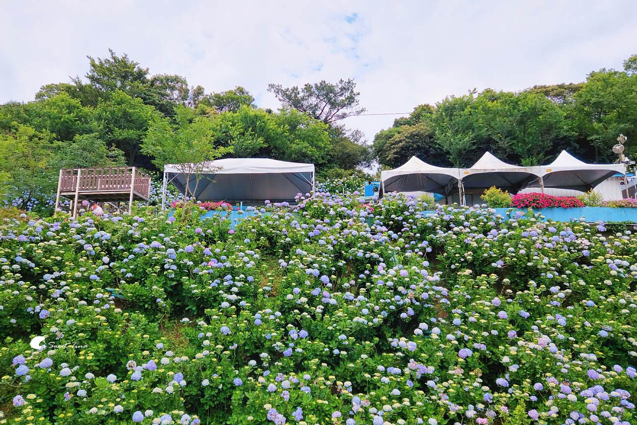 萬里高家繡球花田|繡球花海盛開中,新北賞花必訪景點 萬里高家繡球花田|繡球花海盛開中,新北賞花必訪景點