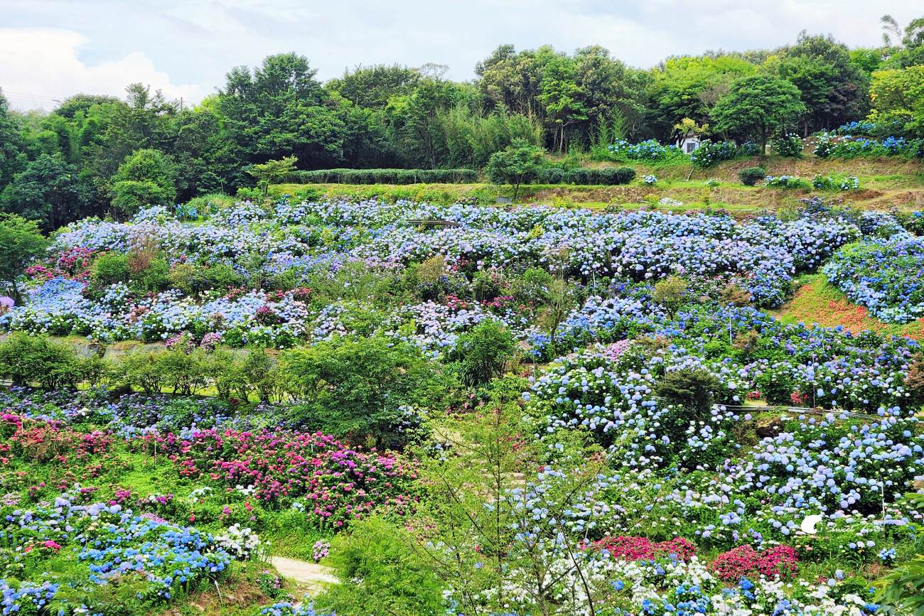 萬里高家繡球花田|繡球花海盛開中,新北賞花必訪景點 萬里高家繡球花田|繡球花海盛開中,新北賞花必訪景點