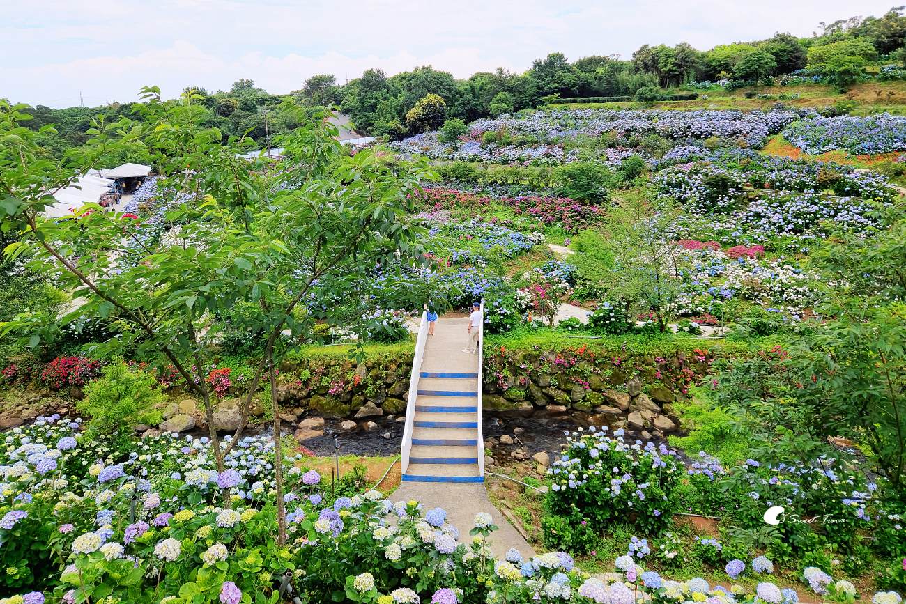 萬里高家繡球花田|繡球花海盛開中,新北賞花必訪景點 萬里高家繡球花田|繡球花海盛開中,新北賞花必訪景點