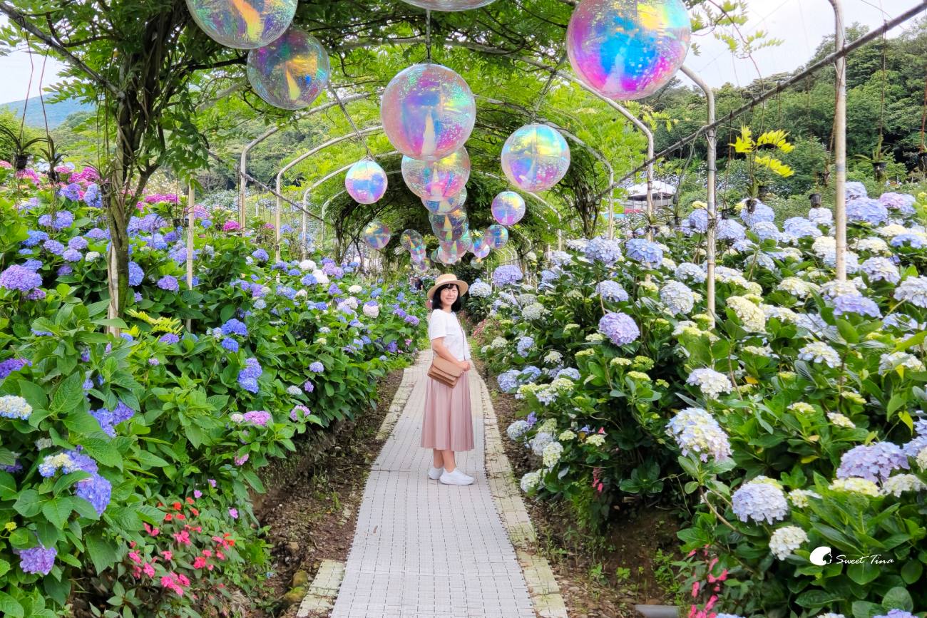 萬里高家繡球花田|繡球花海盛開中,新北賞花必訪景點 萬里高家繡球花田|繡球花海盛開中,新北賞花必訪景點