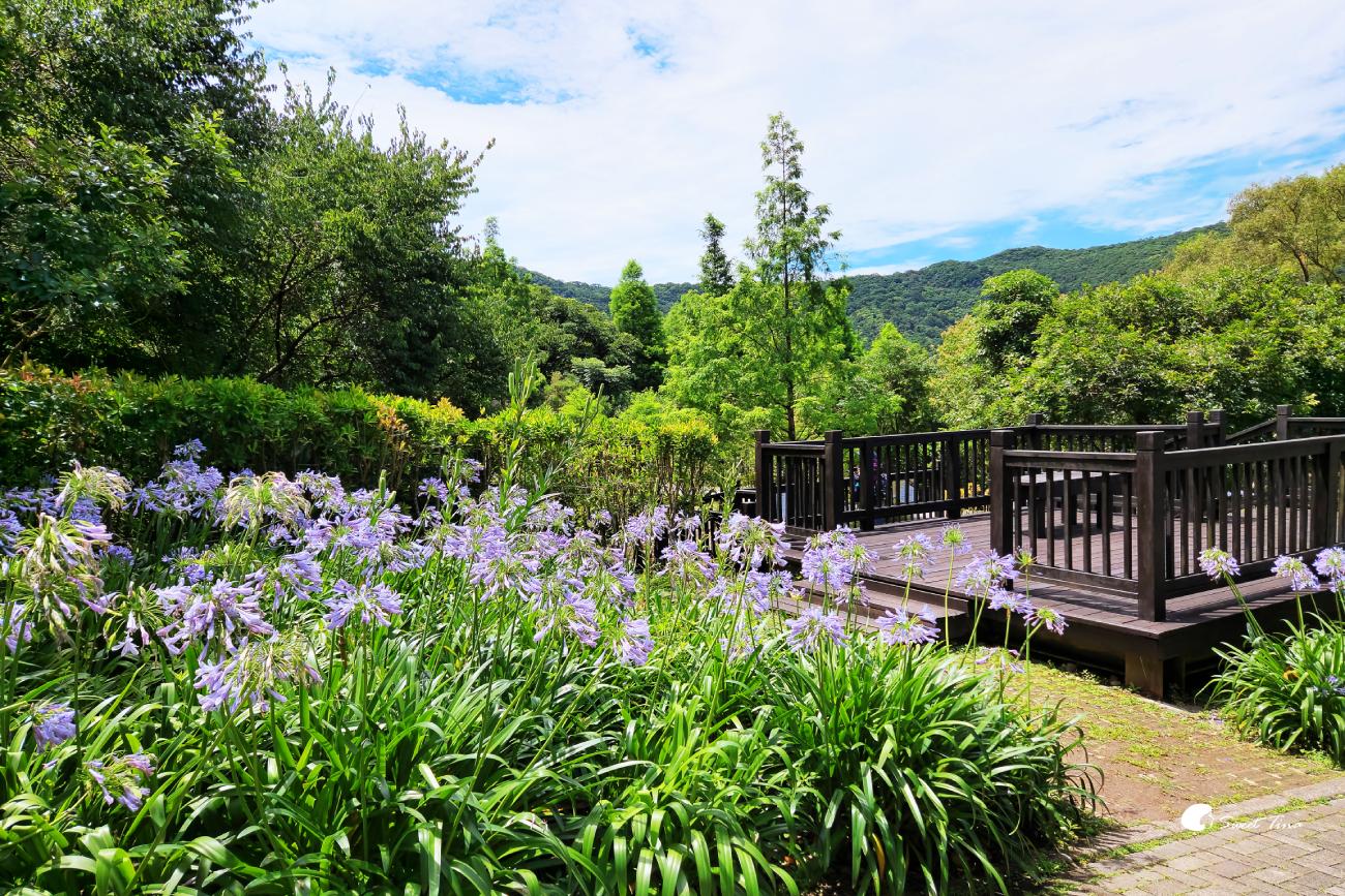 內雙溪自然中心愛情花季|台北賞花景點推薦,漫步森林欣賞浪漫百子蓮 內雙溪自然中心愛情花季|台北賞花景點推薦,漫步森林欣賞浪漫百子蓮