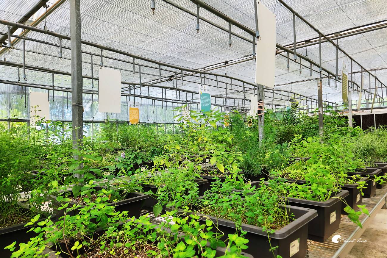 內雙溪自然中心愛情花季|台北賞花景點推薦,漫步森林欣賞浪漫百子蓮 內雙溪自然中心愛情花季|台北賞花景點推薦,漫步森林欣賞浪漫百子蓮