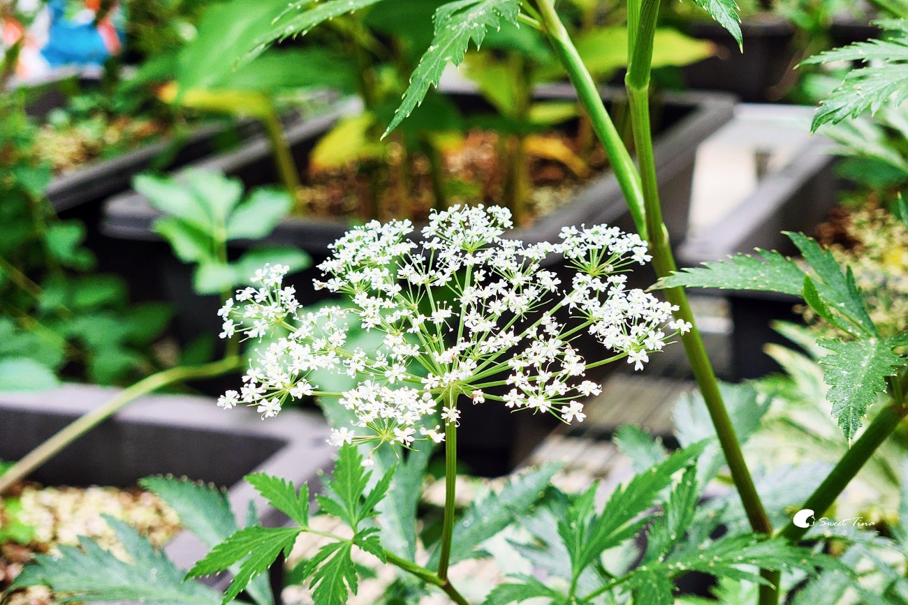 內雙溪自然中心愛情花季|台北賞花景點推薦,漫步森林欣賞浪漫百子蓮 內雙溪自然中心愛情花季|台北賞花景點推薦,漫步森林欣賞浪漫百子蓮