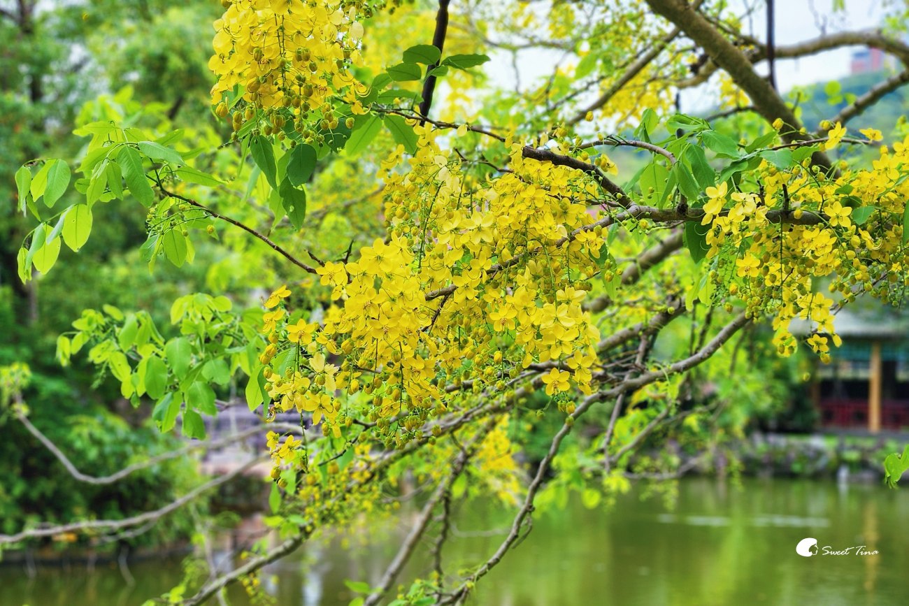 士林雙溪公園, 彷彿穿越時空來到古式庭園 士林雙溪公園, 彷彿穿越時空來到古式庭園