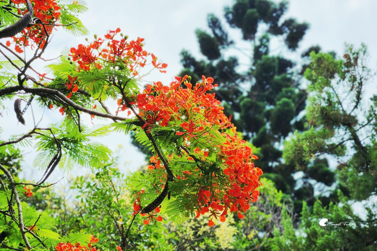 士林雙溪公園, 彷彿穿越時空來到古式庭園 士林雙溪公園, 彷彿穿越時空來到古式庭園