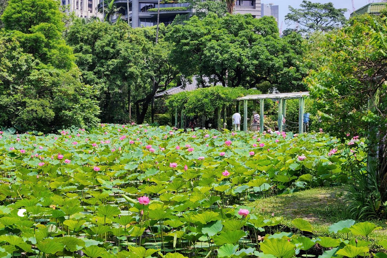 臺北植物園荷花池｜小南門站旁人氣賞荷景點，散步拍照一次滿足