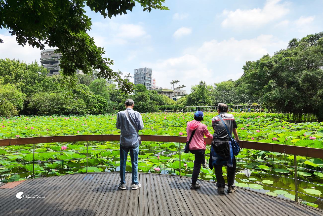 臺北植物園荷花池｜小南門站旁人氣賞荷景點，散步拍照一次滿足